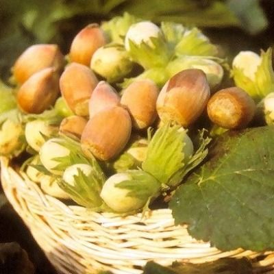 Noisetier Commun Bergeri - Leaderplant