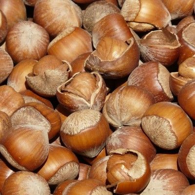 Noisetier à gros fruits Fertile de Coutard - Leaderplant