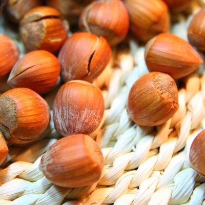 Noisetier Géant de Halle - Leaderplant