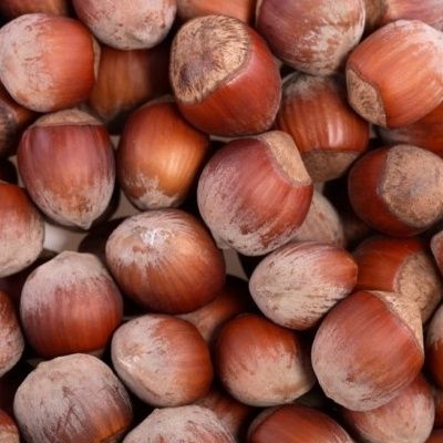 Noisetier Longue d'Espagne - Leaderplant