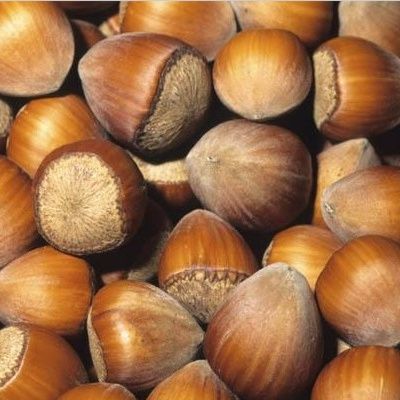 Noisetier Merveille de Bollwiller - Leaderplant