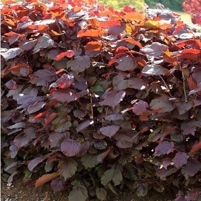 Noisetier pourpre de Lombardie - Leaderplant