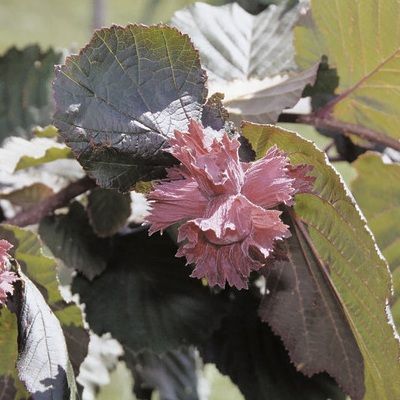Noisetier pourpre à gros fruits rouges - Leaderplant