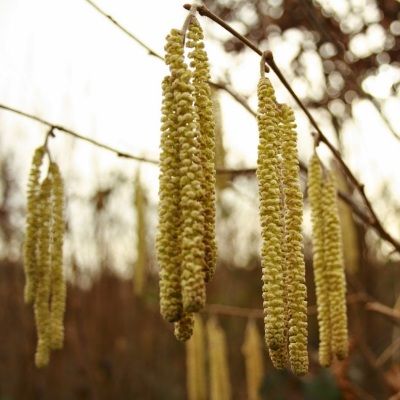 Noisetier pourpre à gros fruits rouges - Leaderplant