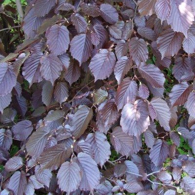 Noisetier pourpre - Leaderplant