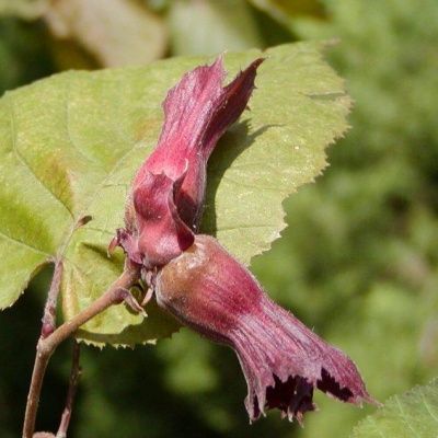 Noisetier pourpre - Leaderplant