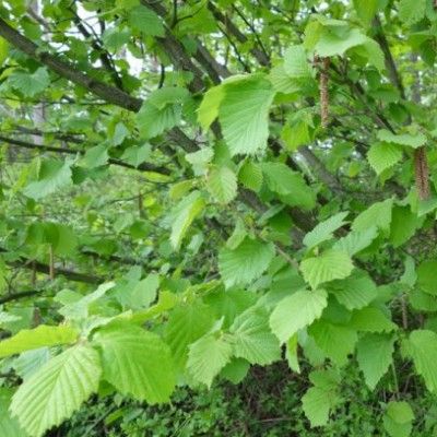 Noisetier sauvage - Leaderplant