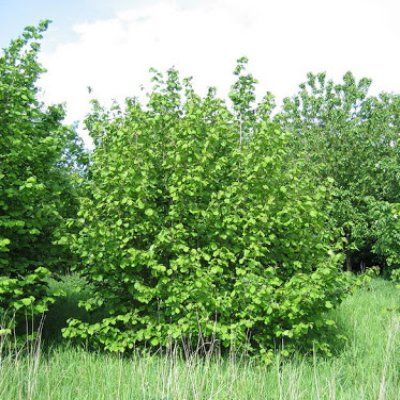 Noisetier sauvage - Leaderplant