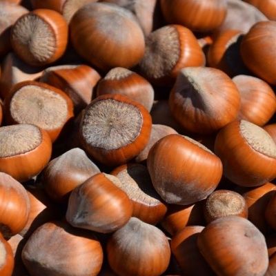 Noisetier Tonda Giffoni - Leaderplant