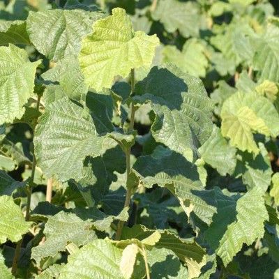 Noisetier Tonda Giffoni - Leaderplant