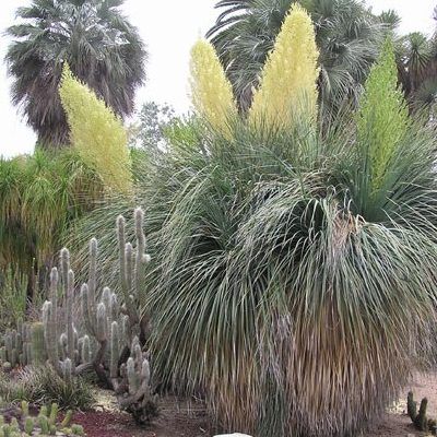 Noline bleue du Mexique - Leaderplant