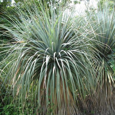 Noline bleue du Mexique - Leaderplant