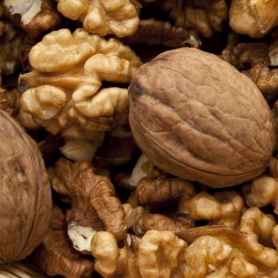 Noyer Fernor ® - Leaderplant