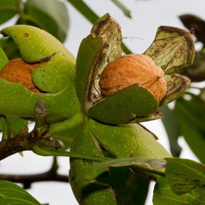 Noyer Parisienne - Leaderplant