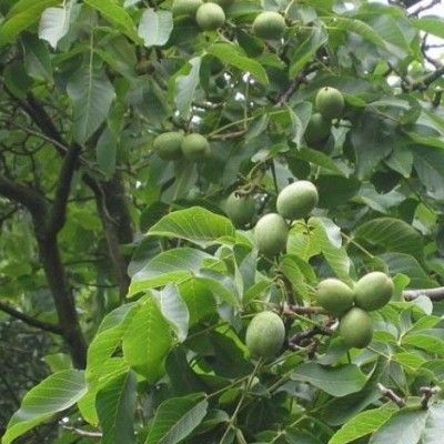 Noyer Parisienne - Leaderplant