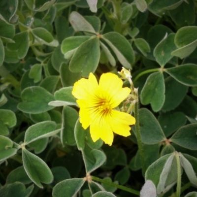 Oca du Pérou Giggles ® - Leaderplant