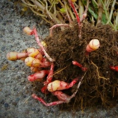 Oca du Pérou Giggles ® - Leaderplant