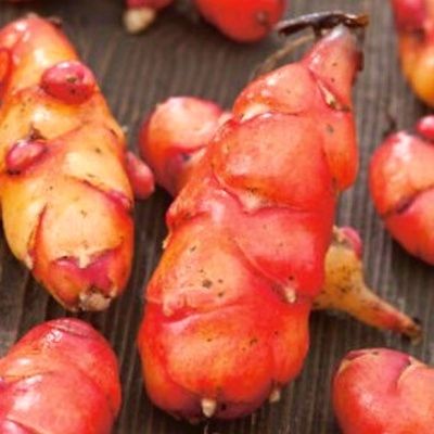 Oca du Pérou Giggles ® - Leaderplant