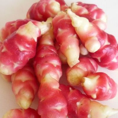 Oca du Pérou 'Crimson & Gold' - Leaderplant