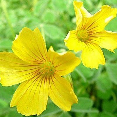 Oca du Pérou 'Crimson & Gold' - Leaderplant