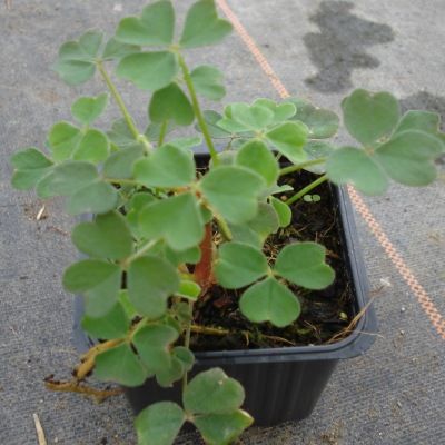 Oca du Pérou 'Crimson & Gold' - Leaderplant