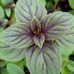 Basilic Perpétuel Magic Mountain / Basilic du Kenya / Basilic camphre - Leaderplant