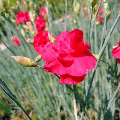 Oeillet mignardise David - Rouge  - Leaderplant