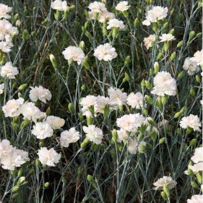 Mini oeillet blanc - livraison fleurs coupées