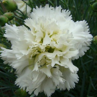 Oeillet mignardise blanc - Leaderplant