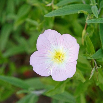 Onagre rose - Leaderplant