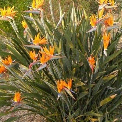 Oiseau de Paradis - Strelitzia - Leaderplant