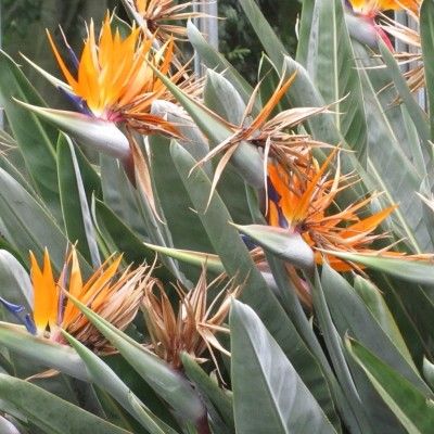 Oiseau de Paradis - Strelitzia - Leaderplant