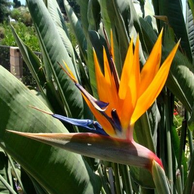 Oiseau de Paradis - Strelitzia - Leaderplant