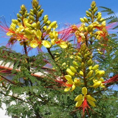 Oiseau du paradis/Petit Flamboyant - Leaderplant