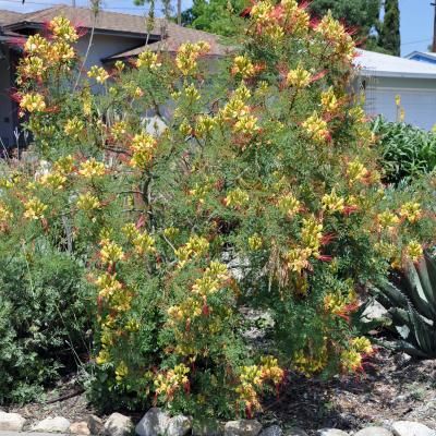 Oiseau du paradis/Petit Flamboyant - Leaderplant