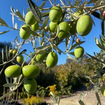 Olivier d’Ascoli - Leaderplant