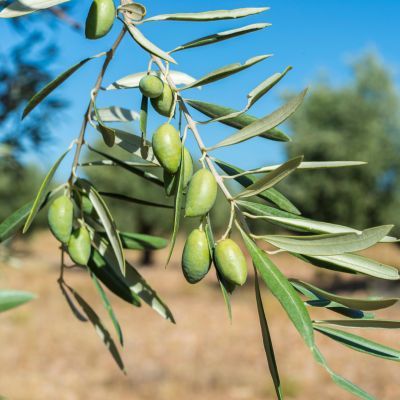 Olivier Cornicabra - Leaderplant