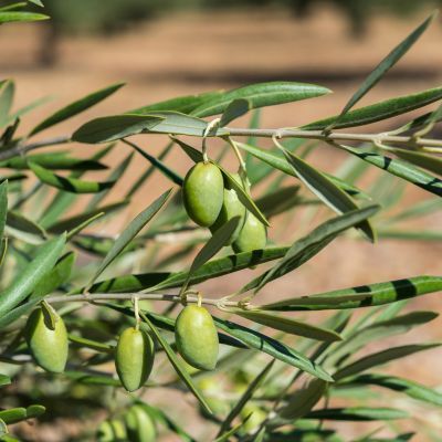 Olivier Cornicabra - Leaderplant