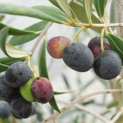 Olivier autofertile Cailletier-Olive de Nice - Leaderplant