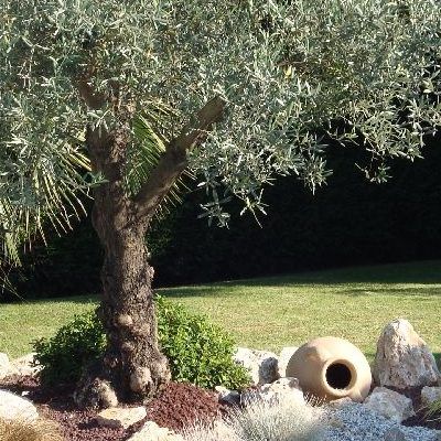 Olivier autofertile Cailletier-Olive de Nice - Leaderplant