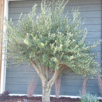 Olivier du Portugal Cobrancosa - Leaderplant