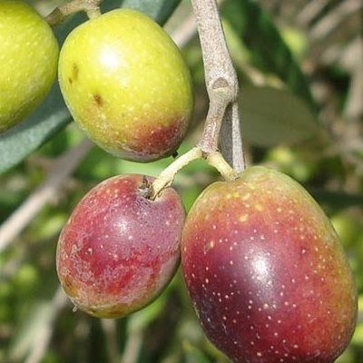 Olivier autofertile 'Frantoio' - Leaderplant