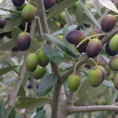 Olivier autofertile 'Frantoio' - Leaderplant