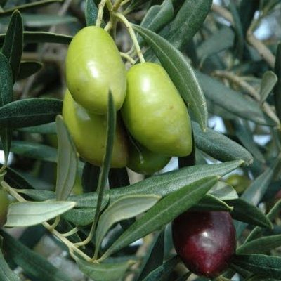 Olivier Lucques - Leaderplant