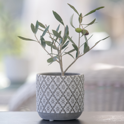 Olivier en mini-motte  - Leaderplant