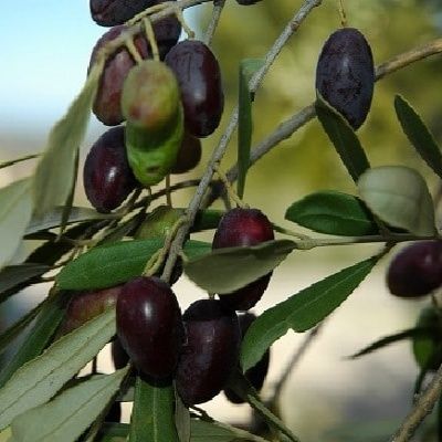 Olivier Negrette - Leaderplant