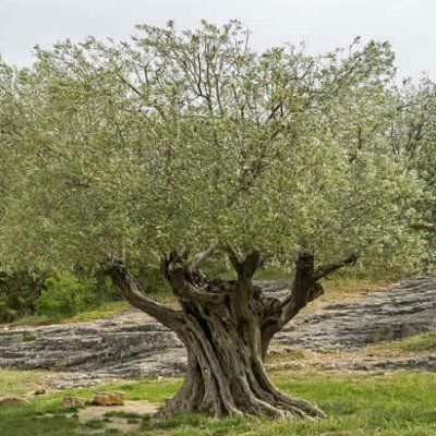 Olivier Olivière - Leaderplant