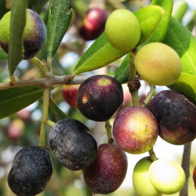 Olivier Olivière - Leaderplant