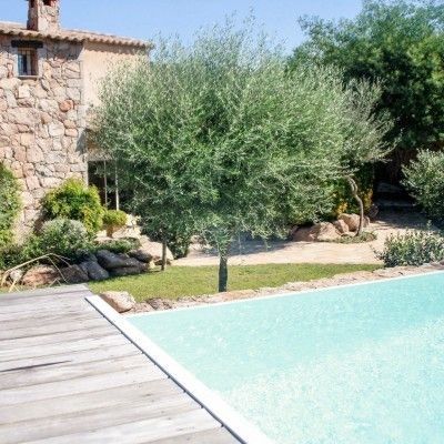 KIT Olivier 4 variétés - Leaderplant