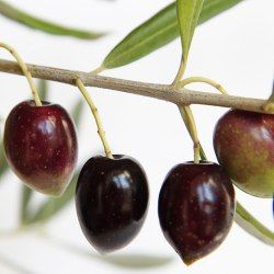 Olivier - Leaderplant